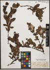Foto von Salix waldsteiniana Willd.